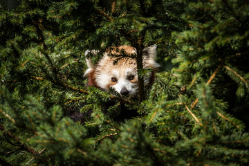 panda red