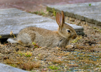 Young wild rabbit resting in evening sun.