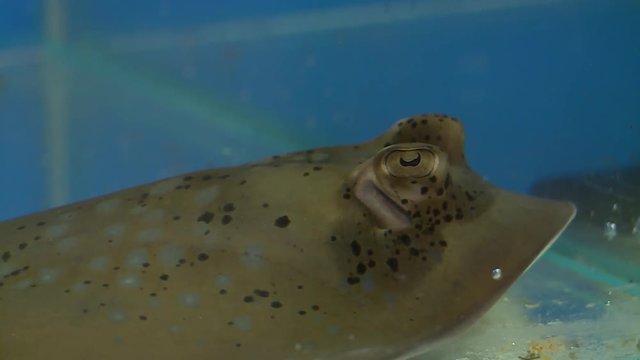 Steady, close up shot of a stingray's eyes and spiracles.