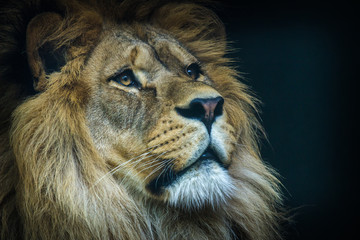 lion portrait - Powered by Adobe