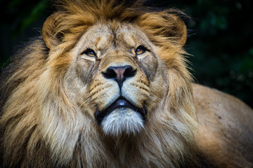 lion portrait