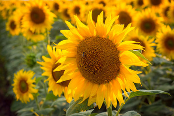 Fototapeta premium Close up picture of big golden sunflower against other plants in the field in the evening