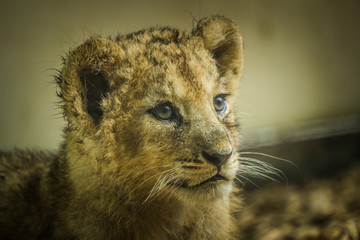 lion portrait
