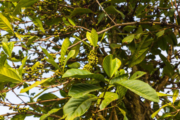 Coffee tree with fruits