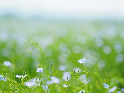 花畑 Images – Browse 190,619 Stock Photos, Vectors, and Video