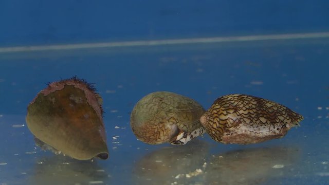 Steady, medium close up shot of three cone shells in an aquarium.