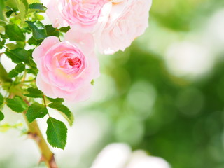 ローズガーデン ピンクのバラ
