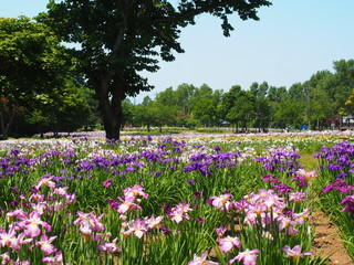 北海道の風景 岩見沢あやめ公園