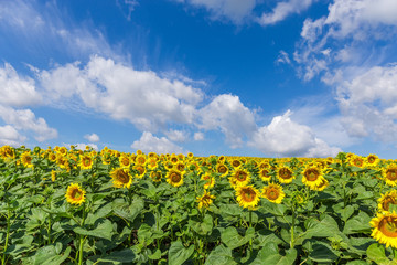 Blooming sunflowers on field on a background of sky