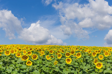 Fototapeta premium Blooming sunflowers on field on a background of sky