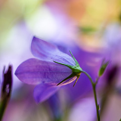 bee on a flower