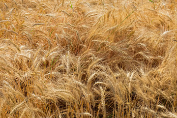 Top view of the fragment of field with ripening wheat