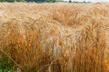 Ripening wheat on the field close-up