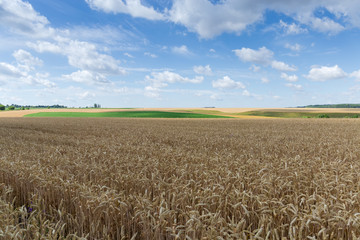 Field of the ripe wheat against the sky with clouds