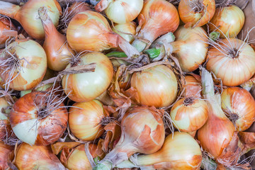 Top view of young bulb onions, background