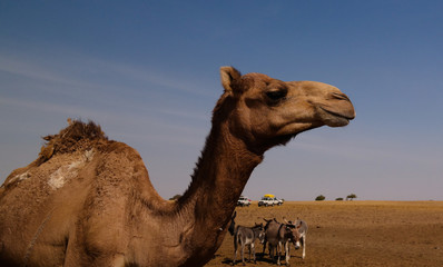 Portrait of drinking camels at the desert well in Djibriga at Barh-El-Gazal, Chad
