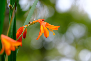 オレンジ色の花