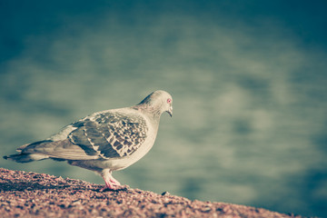 Pigeon bird near sea