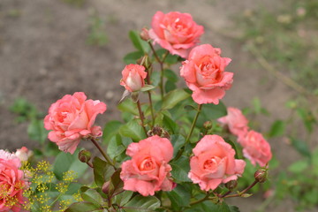 Pink roses delicate colors in the garden.