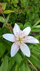 White lily flower in the garden