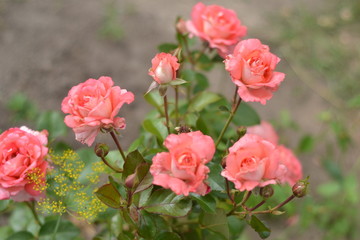Pink roses delicate colors in the garden.