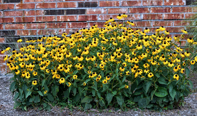 Rudbeckia hirta plant blooming in a garden