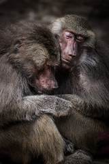 baboon