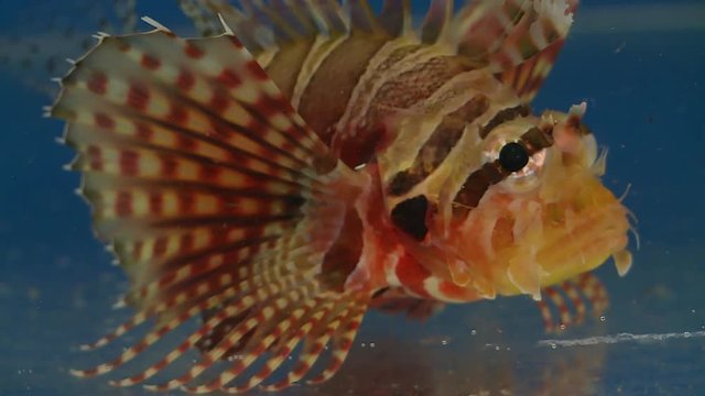 Handheld, close up shot of the face of a lionfish (Pterois miles).