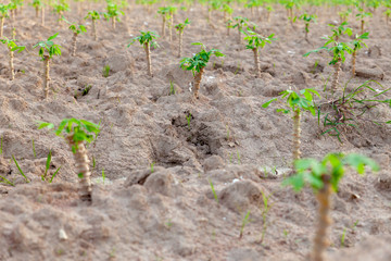 cassava fields on natural background. Grow cassava. Season of planting cassava. Mixed garden between cassava and rubber trees. Concept of planting cassava.