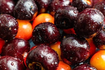 macro close up of multicolored cherry berries with water drops on them, black red and yellow