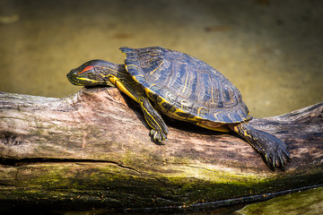 turtle 