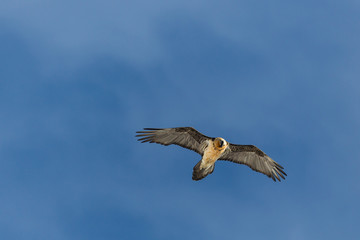 bearded vulture (gypaetus barbatus) flying in cloudy sky