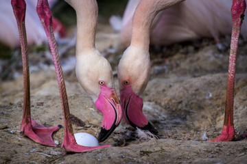 pink flamingo