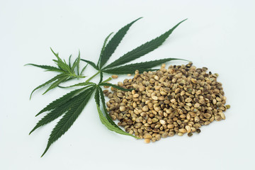 cannabis seeds and green leaves isolated