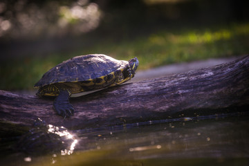 turtle