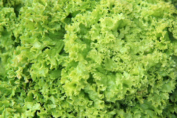 fresh green lettuce as background