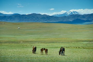 Mare with a cute foal on the pasture, Mongolian landscape
