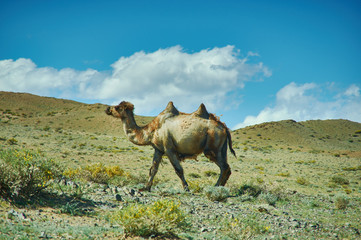 Typical Mongolian landscape wild camels