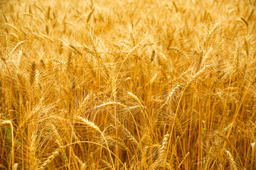 Wheat field. Ears of golden wheat close up. Beautiful Nature Sunset Landscape. Rich harvest Concept