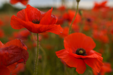 Poppy flowers in the wind close up in the field