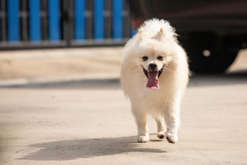 hite Pomeranian breed smile and happiness