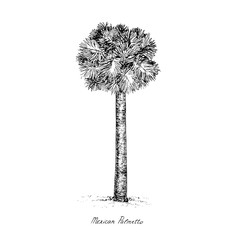 Sabal mexicana (Rio Grande, Mexican or Texas palmetto, Texas sabal palm, palmmetto cabbage) tree silhouette, hand drawn gravure style, vector sketch illustration with inscription
