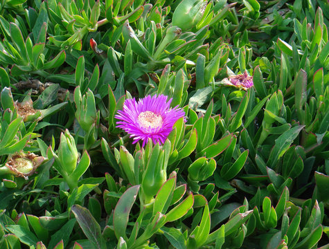 Carpobrotus Edulis