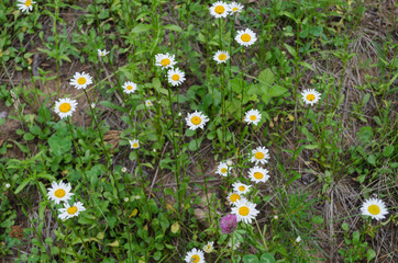 blooming daisies on the lawn in the forest