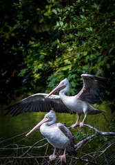 pelican