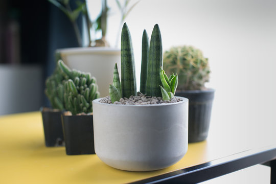 Sansevieria stuckyi in gray cement pot
