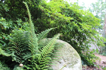 forest and plants