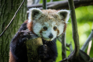 panda red