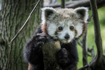 panda red