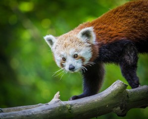 Naklejka premium panda red